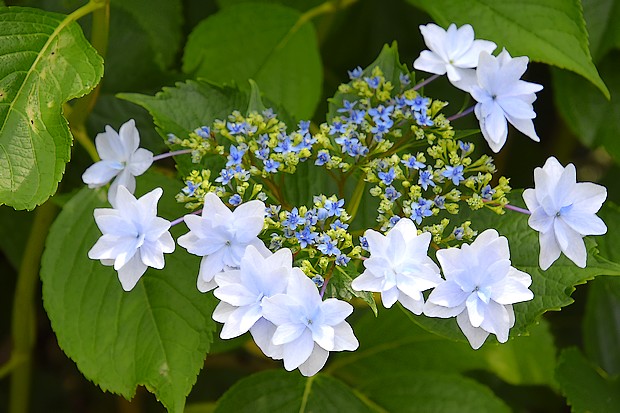 泉の森 アジサイ開花情報 18年 自然観察センター やまとナビ Navi 神奈川県大和市のスポーツ よか みどり情報サイト