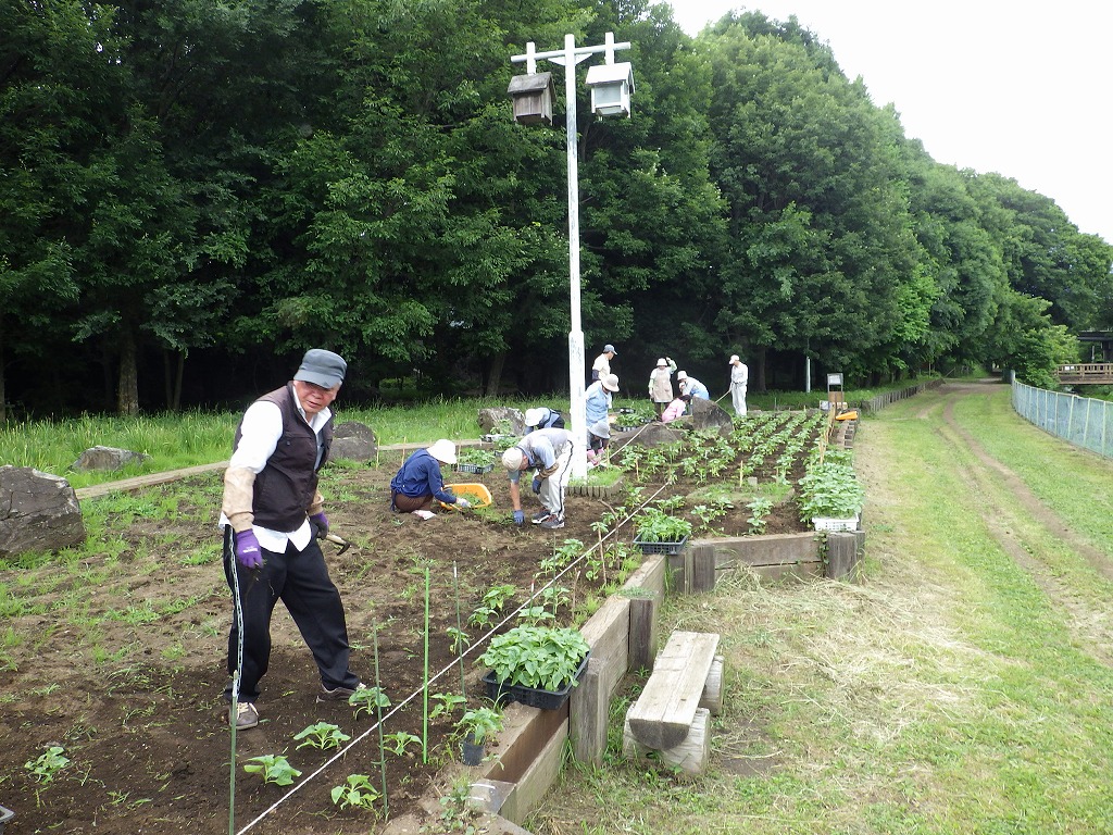 18 06 14ヒマワリ約1 600株を植栽 ふれあいの森 やまとナビ Navi 神奈川県大和市のスポーツ よか みどり情報サイト