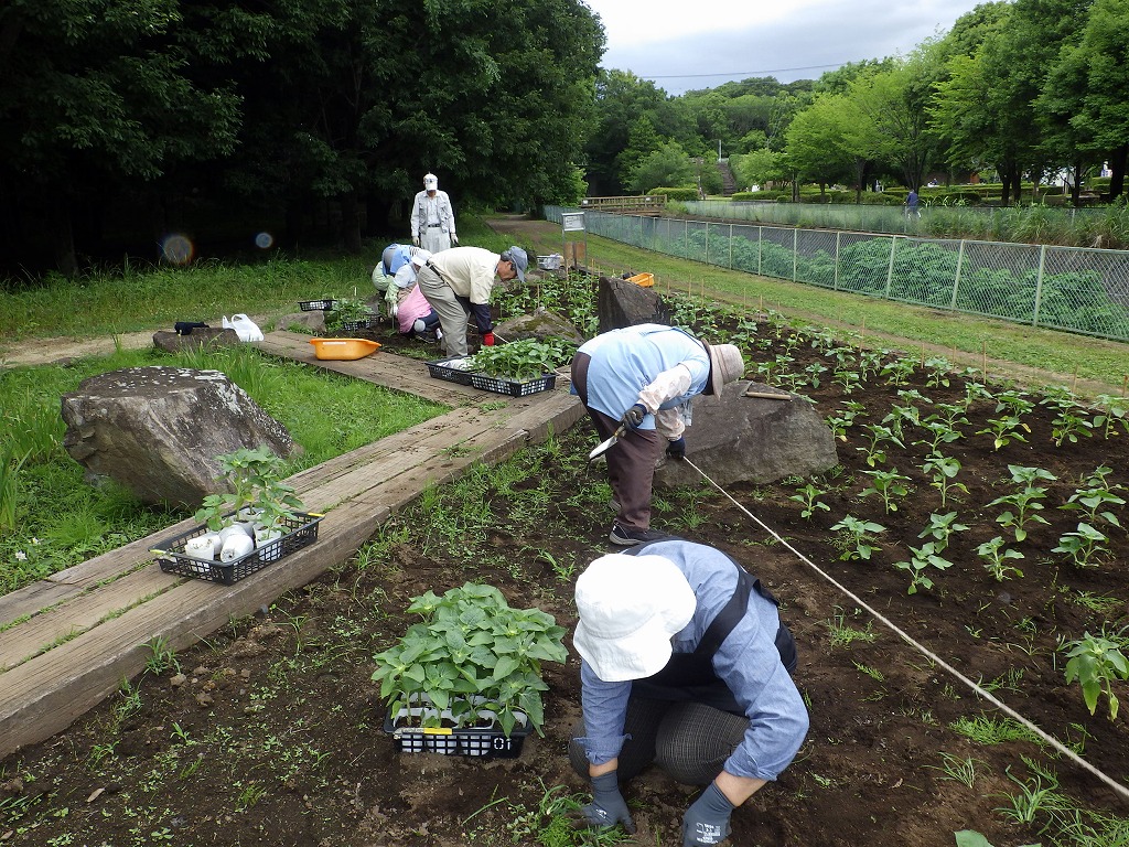 18 06 14ヒマワリ約1 600株を植栽 ふれあいの森 やまとナビ Navi 神奈川県大和市のスポーツ よか みどり情報サイト
