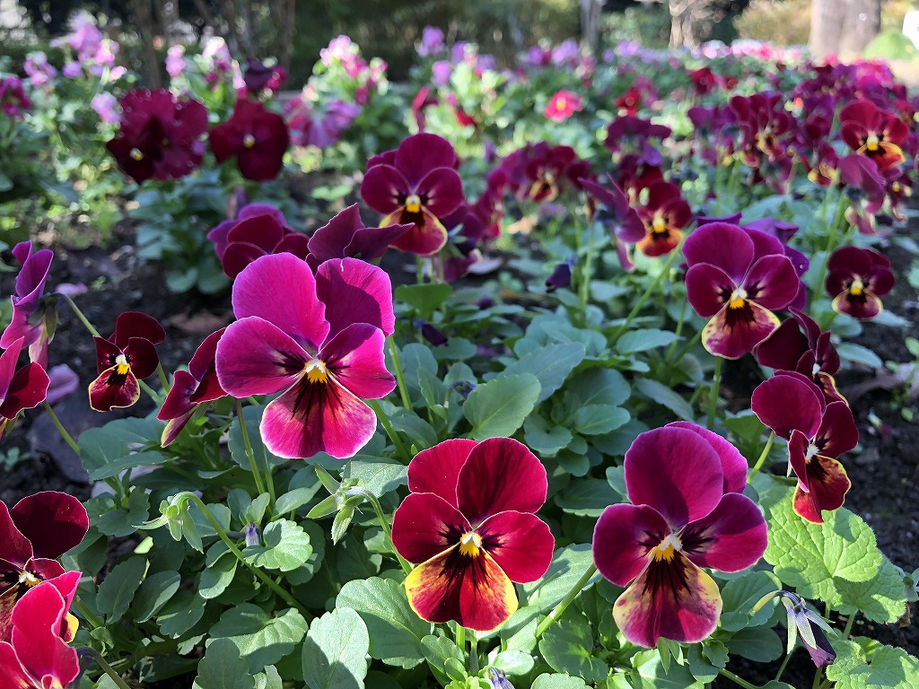 18 11 27 ふれあいの森紅葉 開花情報 やまとナビ Navi 神奈川県大和市のスポーツ よか みどり情報サイト