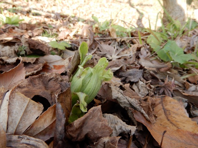 19 2 水 季節の花情報 フキノトウ ウメ カンザクラ 郷土民家園 やまとナビ Navi 神奈川県大和市のスポーツ よか みどり情報サイト
