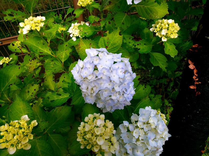 19年6月7日 金 更新 季節の花情報 アジサイ 郷土民家園 やまとナビ Navi 神奈川県大和市のスポーツ よか みどり情報サイト
