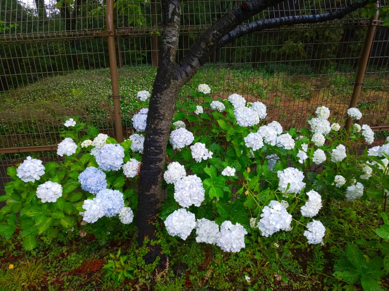 19年6月7日 金 更新 季節の花情報 アジサイ 郷土民家園 やまとナビ Navi 神奈川県大和市のスポーツ よか みどり情報サイト