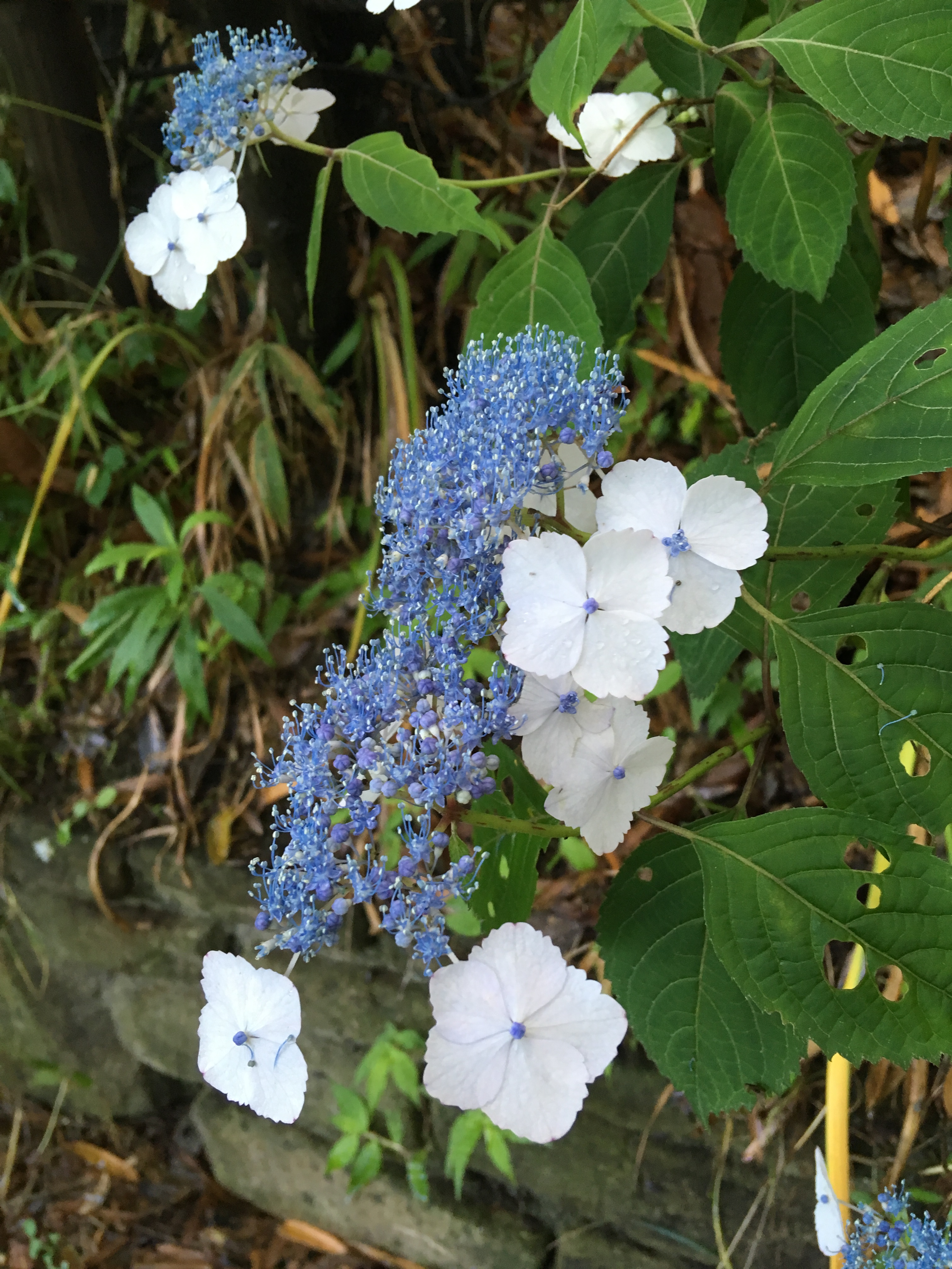 19 06 11 ふれあいの森開花情報 やまとナビ Navi 神奈川県大和市のスポーツ よか みどり情報サイト