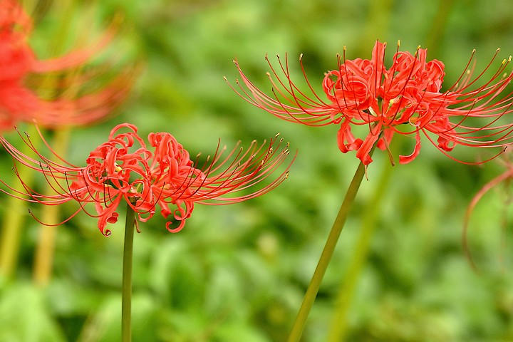 泉の森 ヒガンバナ開花情報 19年 自然観察センター やまとナビ Navi 神奈川県大和市のスポーツ よか みどり情報サイト