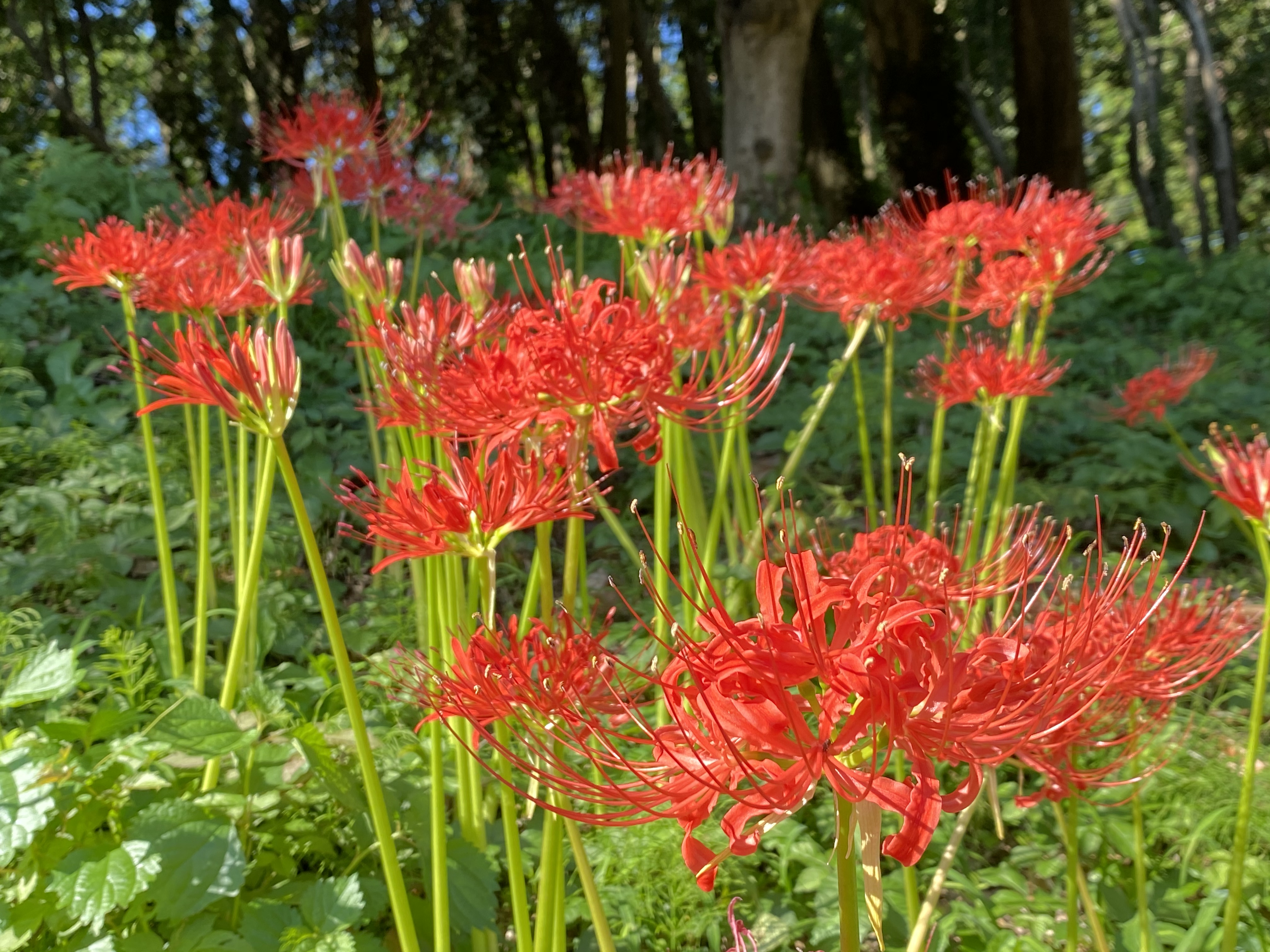泉の森 ヒガンバナ開花情報 年 自然観察センター やまとナビ Navi 神奈川県大和市のスポーツ よか みどり情報サイト