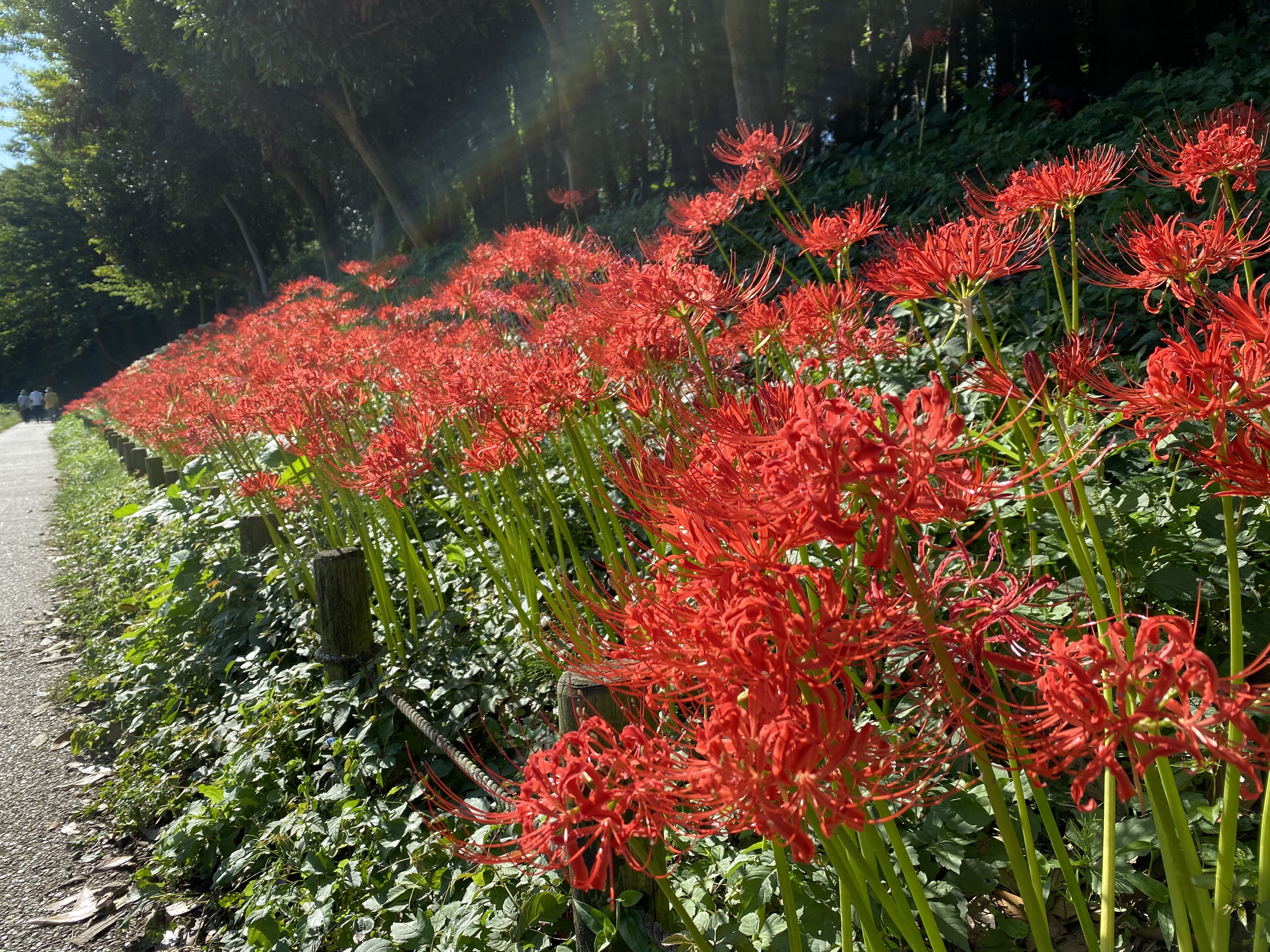 泉の森 ヒガンバナ開花情報 年 自然観察センター やまとナビ Navi 神奈川県大和市のスポーツ よか みどり情報サイト