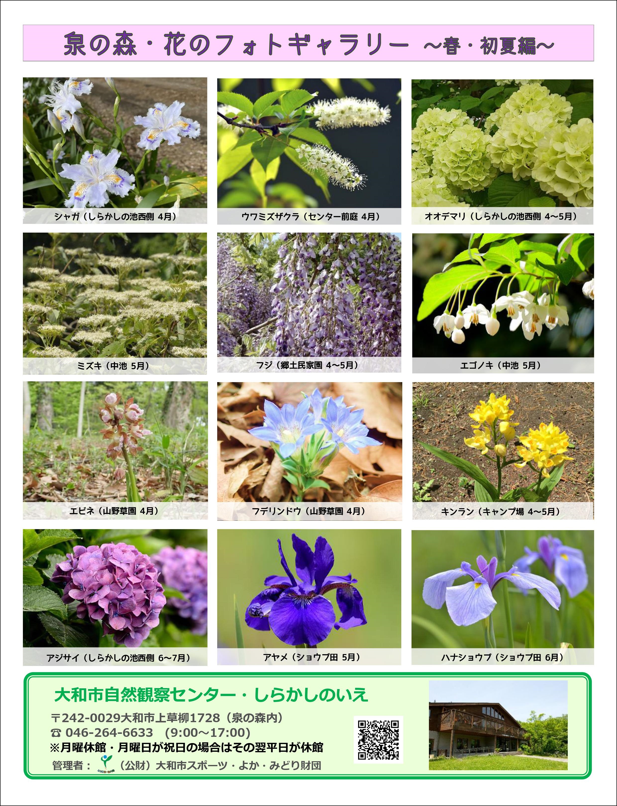 花の見頃情報 春 初夏編 4 6月 やまとナビ Navi 神奈川県大和市のスポーツ よか みどり情報サイト 花の見頃情報 春 初夏編 4 6月 やまとナビ Navi 神奈川県大和市のスポーツ よか みどり情報サイト