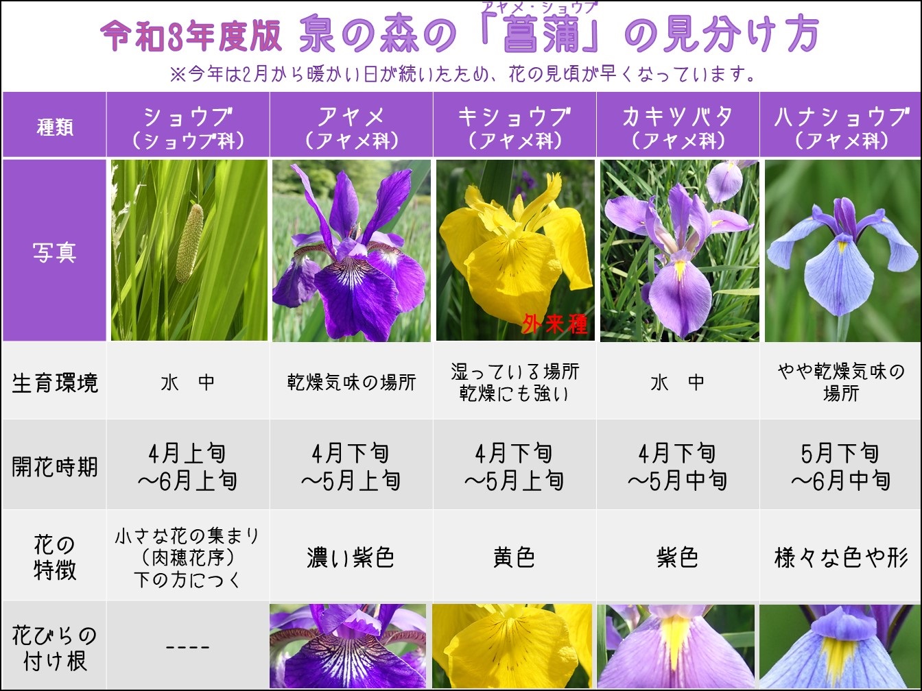 菖蒲 アヤメ ショウブ の見分け方 やまとナビ Navi 神奈川県大和市のスポーツ よか みどり情報サイト