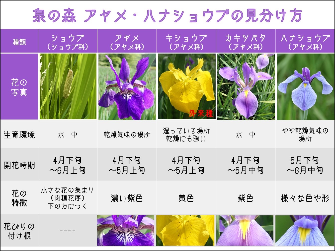 アヤメ ハナショウブの見分け方 やまとナビ Navi 神奈川県大和市のスポーツ よか みどり情報サイト