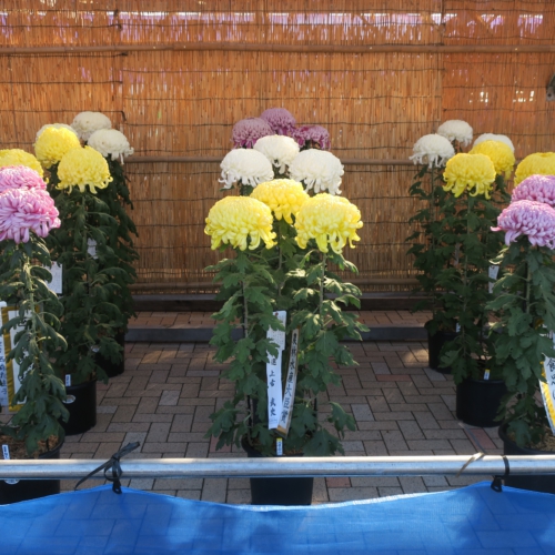 鈴木宣夫先生の菊作りについて やまとナビ-NAVI-神奈川県大和市のスポーツ・よか・みどり情報サイト