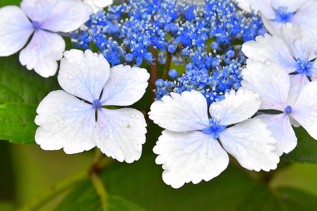 泉の森 アジサイ開花情報 21年 自然観察センター やまとナビ Navi 神奈川県大和市のスポーツ よか みどり情報サイト