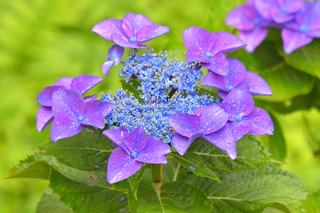 泉の森 アジサイ開花情報 21年 自然観察センター やまとナビ Navi 神奈川県大和市のスポーツ よか みどり情報サイト