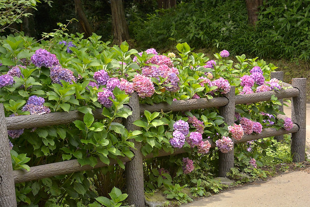 泉の森 アジサイ開花情報 21年 自然観察センター やまとナビ Navi 神奈川県大和市のスポーツ よか みどり情報サイト