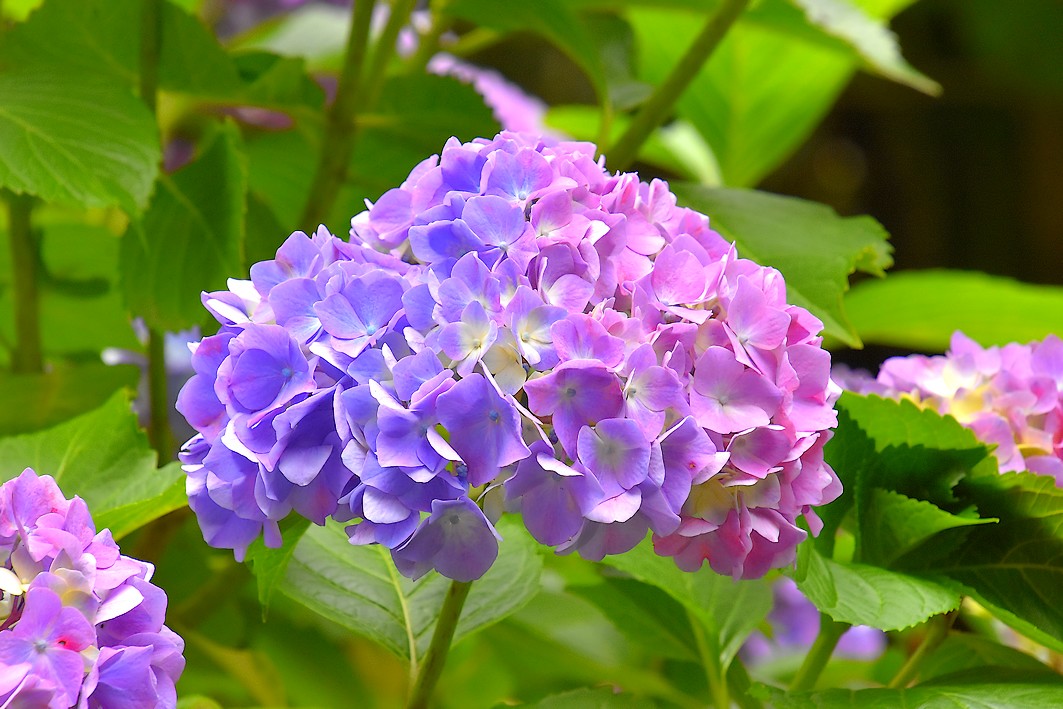 泉の森 アジサイ開花情報 21年 自然観察センター やまとナビ Navi 神奈川県大和市のスポーツ よか みどり情報サイト