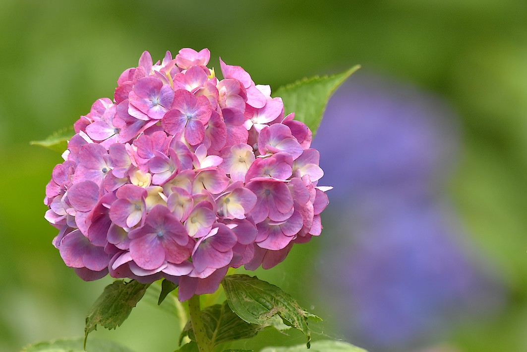 泉の森 アジサイ開花情報 21年 自然観察センター やまとナビ Navi 神奈川県大和市のスポーツ よか みどり情報サイト