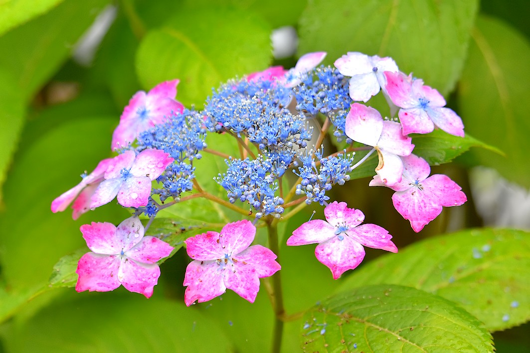 泉の森 アジサイ開花情報 21年 自然観察センター やまとナビ Navi 神奈川県大和市のスポーツ よか みどり情報サイト