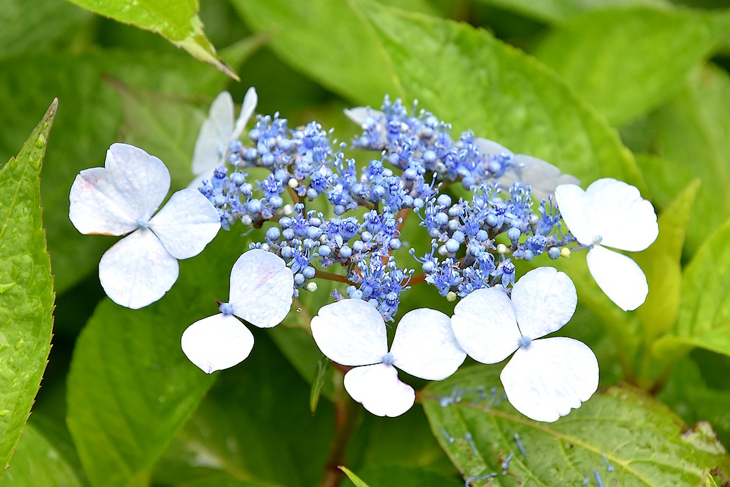 泉の森 アジサイ開花情報 21年 自然観察センター やまとナビ Navi 神奈川県大和市のスポーツ よか みどり情報サイト