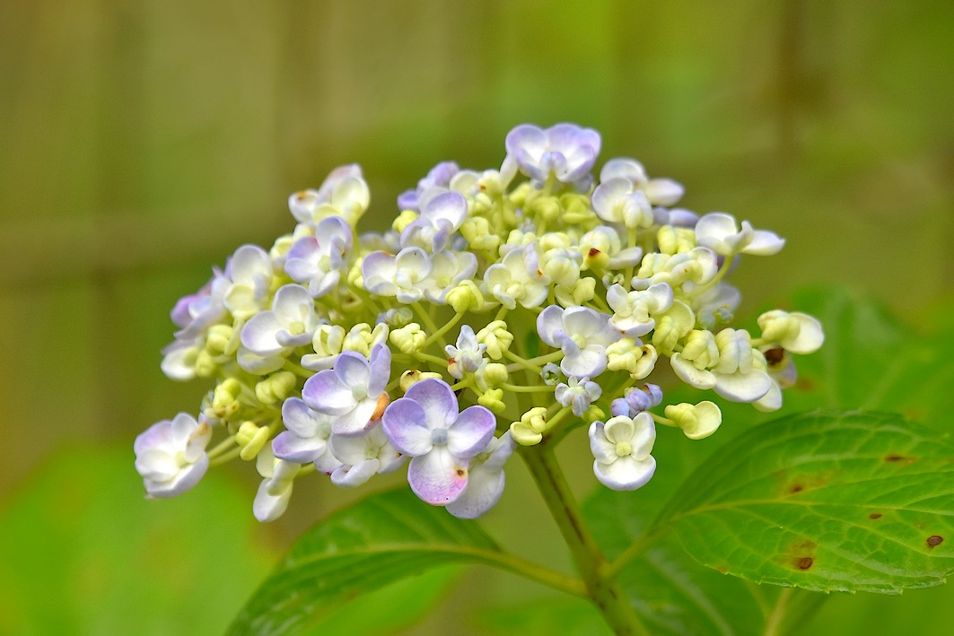 泉の森 アジサイ開花情報 21年 自然観察センター やまとナビ Navi 神奈川県大和市のスポーツ よか みどり情報サイト