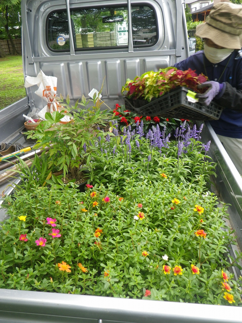花壇の植替えを行いました 多胡記念公園 やまとナビ Navi 神奈川県大和市のスポーツ よか みどり情報サイト