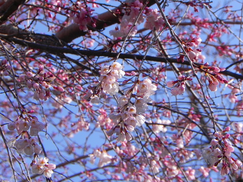 22 3 24 木 更新 季節の花情報 シダレザクラ 郷土民家園 やまとナビ Navi 神奈川県大和市のスポーツ よか みどり情報サイト