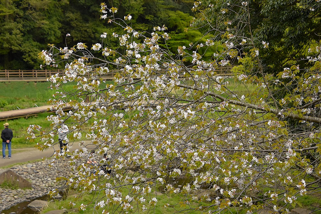 泉の森 サクラ開花情報 22年 自然観察センター やまとナビ Navi 神奈川県大和市のスポーツ よか みどり情報サイト