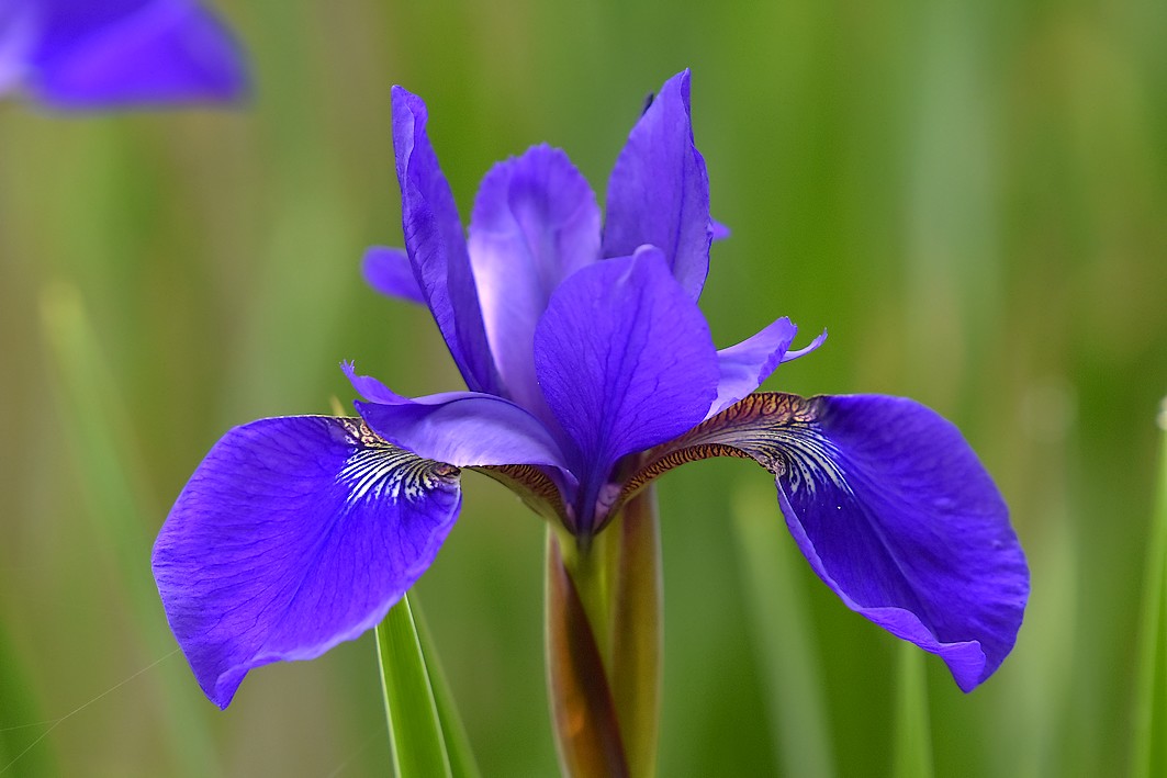 泉の森 アヤメ カキツバタ開花情報 22年 自然観察センター やまとナビ Navi 神奈川県大和市のスポーツ よか みどり情報サイト