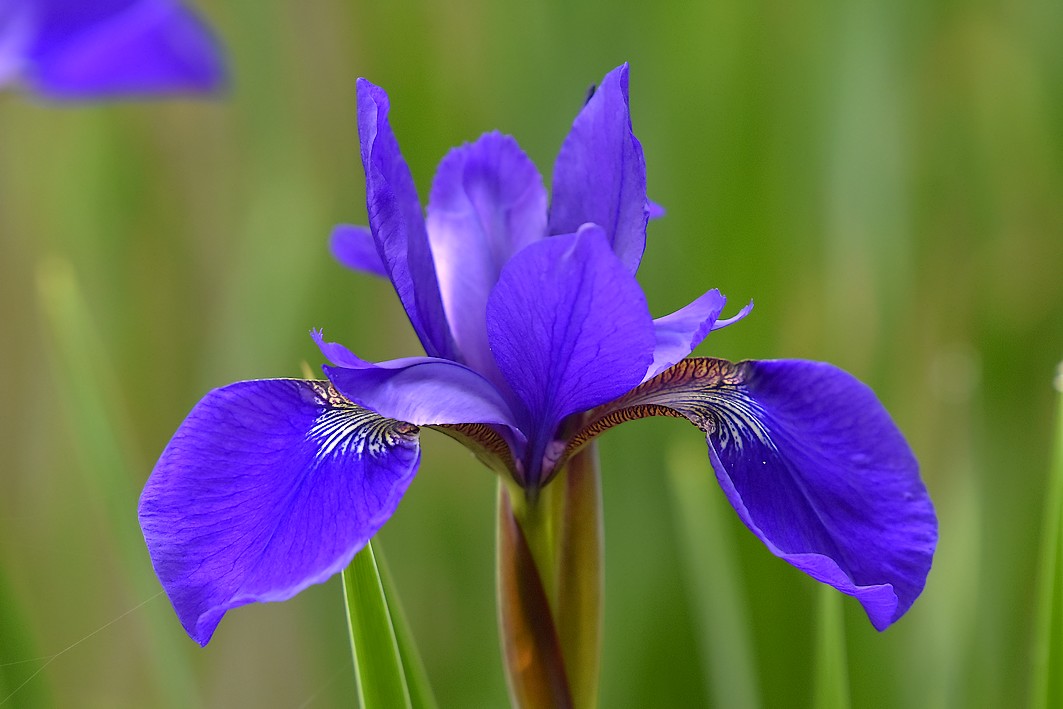 泉の森 アヤメ カキツバタ開花情報 22年 自然観察センター やまとナビ Navi 神奈川県大和市のスポーツ よか みどり情報サイト