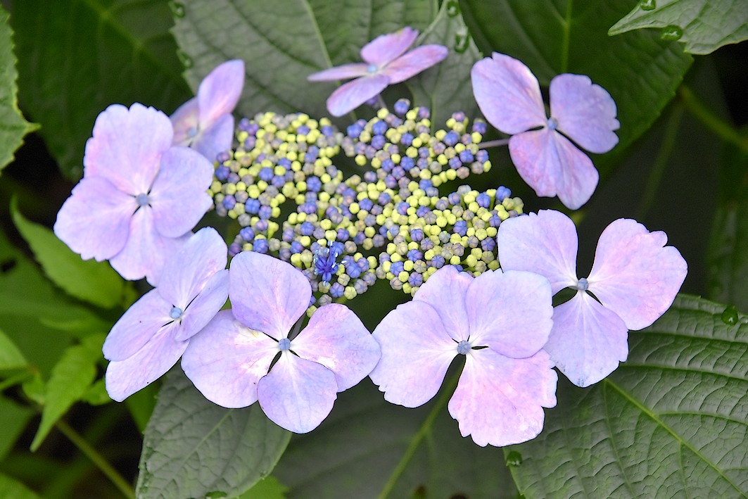 泉の森 アジサイ開花情報 22年 やまとナビ Navi 神奈川県大和市のスポーツ よか みどり情報サイト
