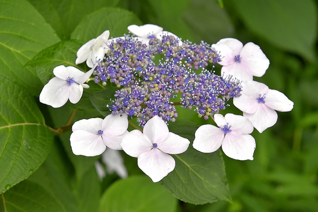泉の森 アジサイ開花情報 22年 やまとナビ Navi 神奈川県大和市のスポーツ よか みどり情報サイト