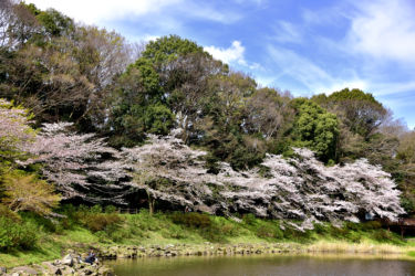 泉の森 ソメイヨシノ