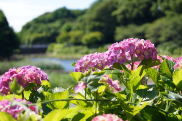 泉の森 アジサイ