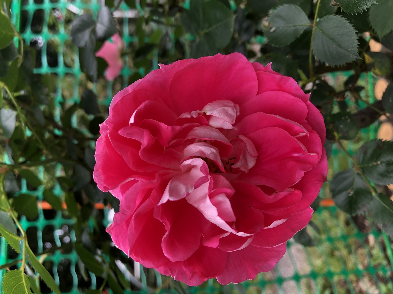 ふれあいの森 花の開花情報 バラ 2026年