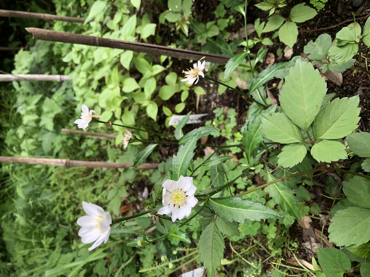 ふれあいの森 花の開花情報 山野草 2026年