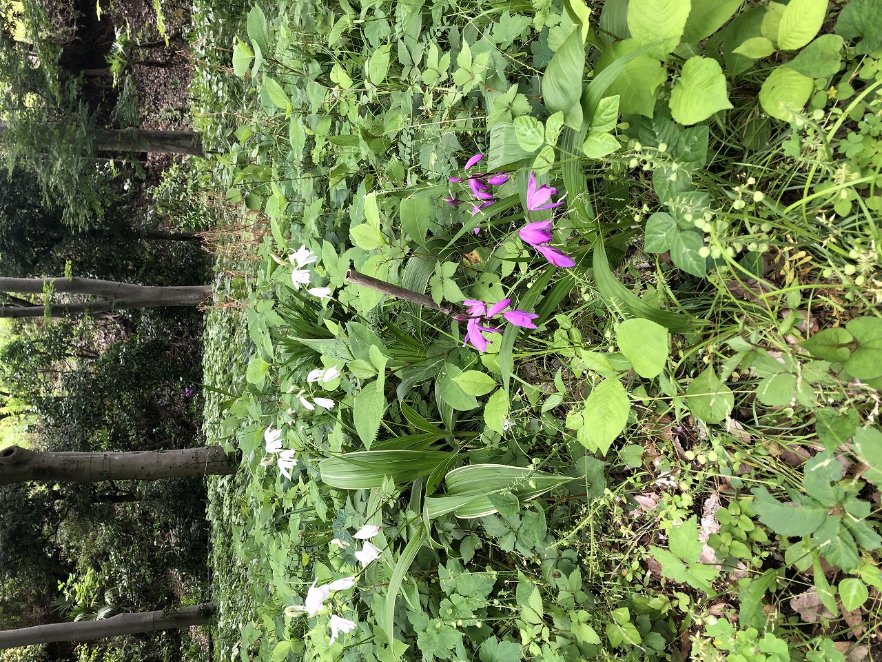ふれあいの森 花の開花情報 山野草 2026年