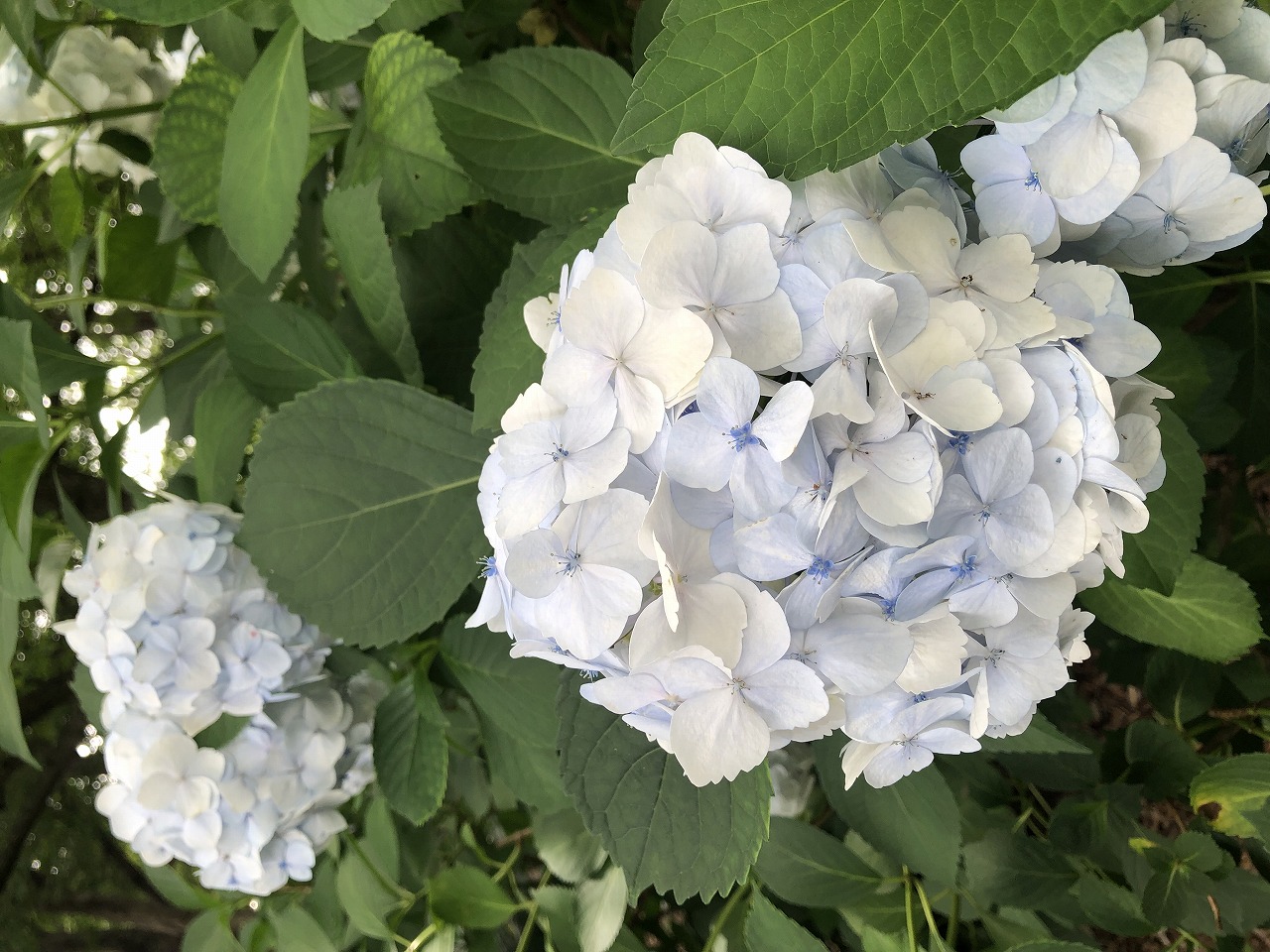 ふれあいの森 花の開花情報 その他 2026年